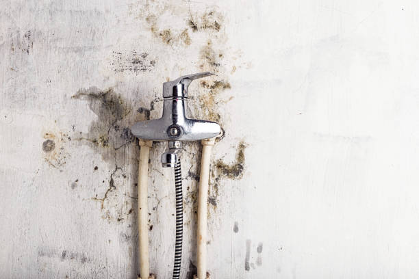 Best Toxic Mold Removal  in Mechanicsburg, OH