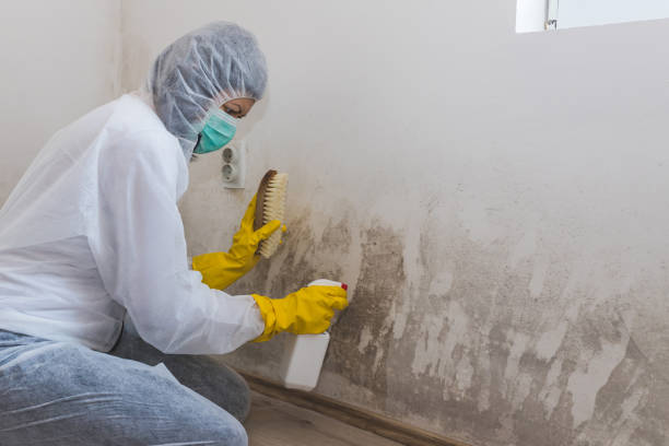 Best Mold Removal Specialists  in Mechanicsburg, OH