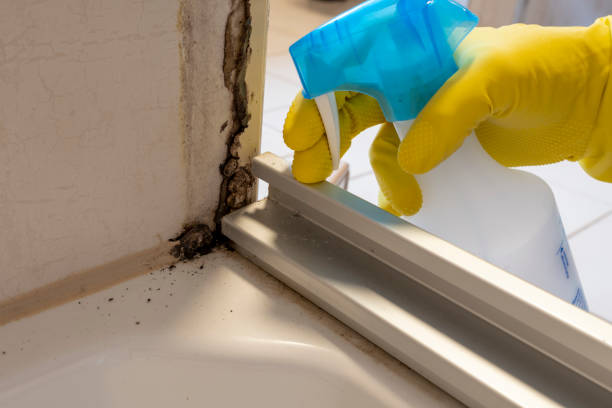 Best Mold Removal Process  in Mechanicsburg, OH