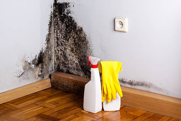 Attic Mold Removal in Mechanicsburg, OH