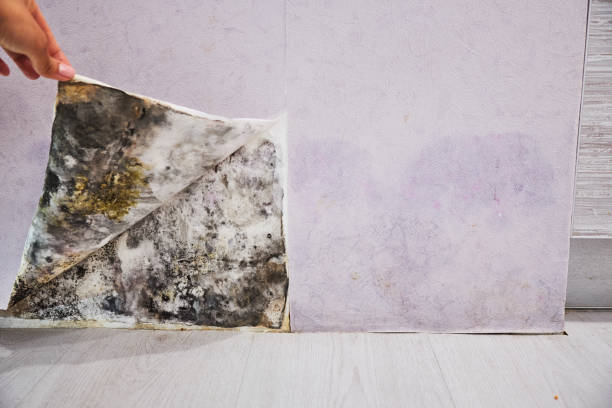 Best Black Mold Removal  in Mechanicsburg, OH